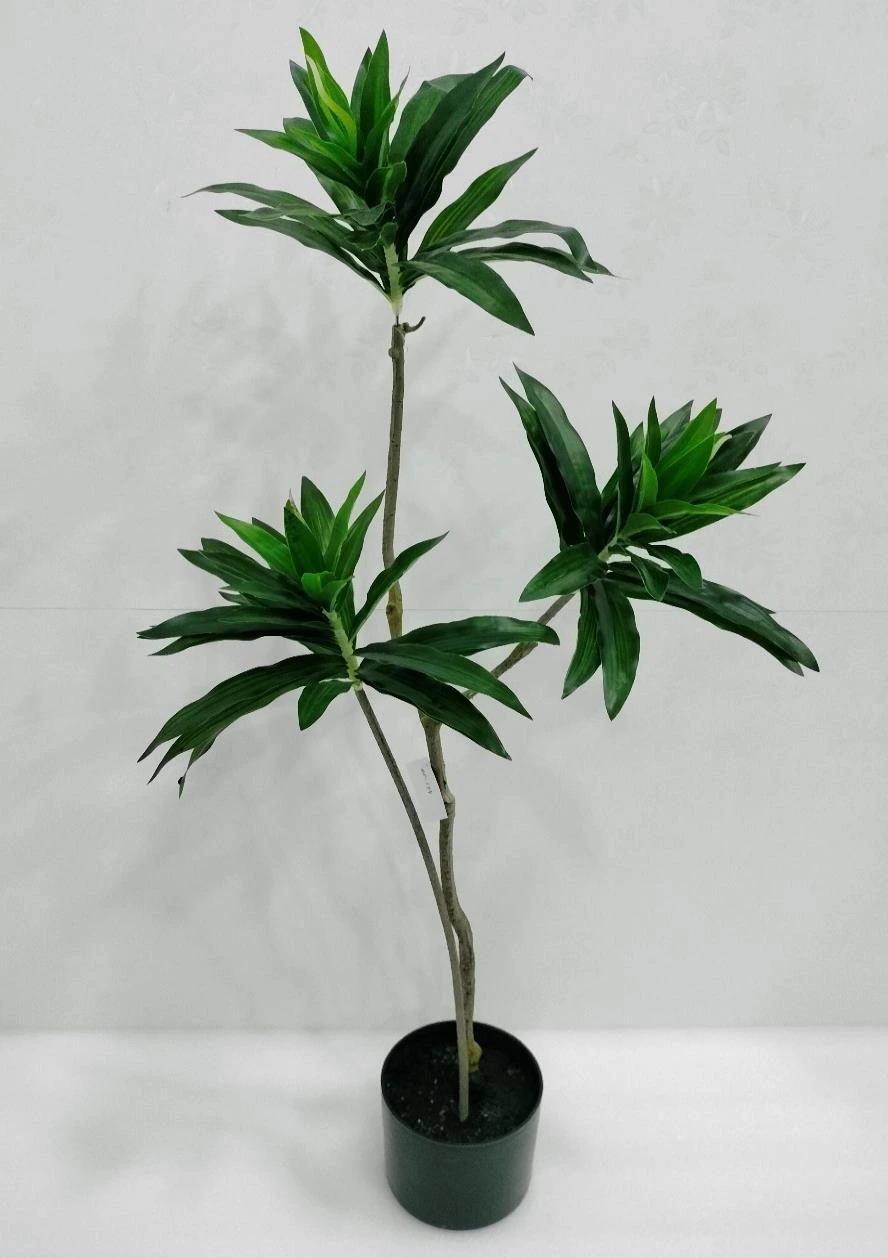 Song Of India Plant x3 With Base 100cm